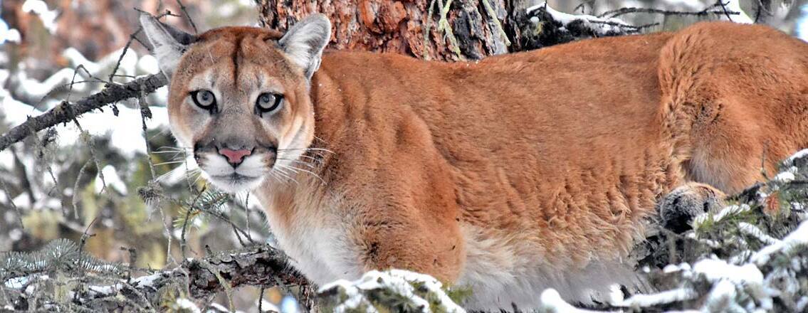 Mark Elbroch - The biology and conservation of cougars in North America - Tuesday February 3, 2026 - 8 PM Eastern, 7 PM Central