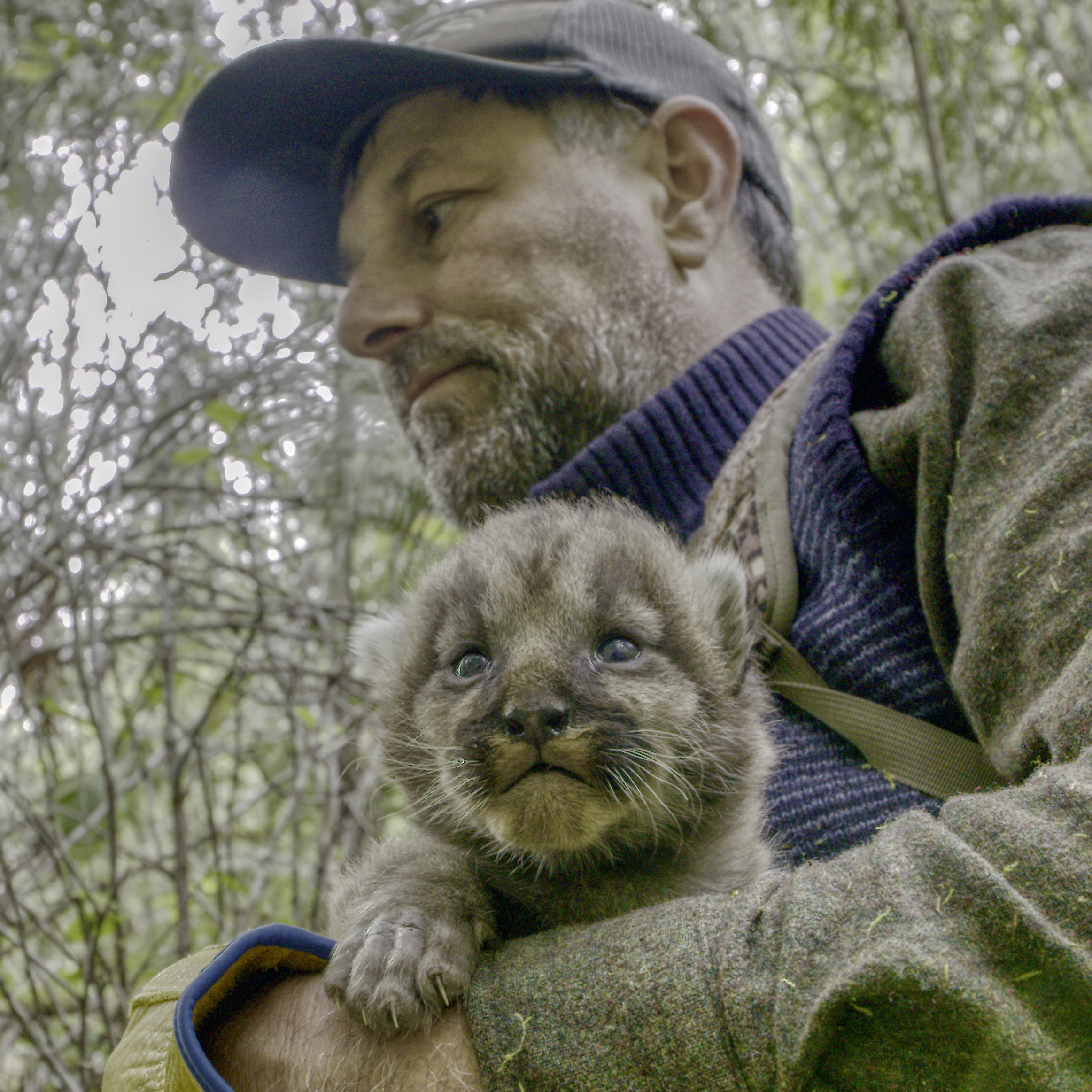 Mark Elbroch - The biology and conservation of cougars in North America - Tuesday February 3, 2026 - 8 PM Eastern, 7 PM Central - logo